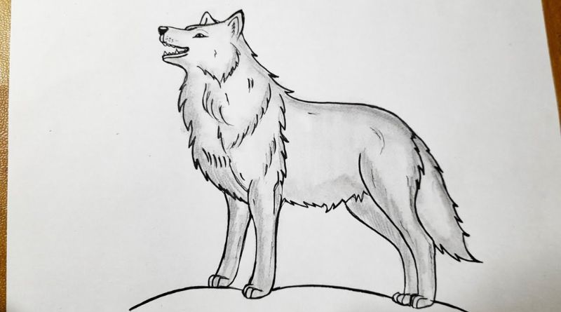 Drawing: EL5LVTVVU6C= Wolf